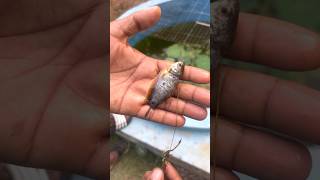 ദയവായി ആരും ഇത് അനുകരിക്കരുത്  Monster fish feeding  monsterfish viral shorts fish trending [upl. by Ecnarretal803]