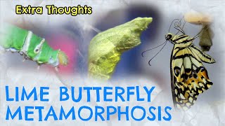 How a real Caterpie turns into Butterfree  Extra Thoughts [upl. by Matias]