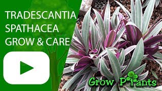 Tradescantia spathacea  grow and care [upl. by Yevoc]