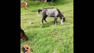 horse bites like a dog 🐴 horse attack🐴 angry horse Pet [upl. by Pros938]