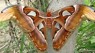 Worlds Largest Moth  Atlas Moth Attacus Atlas  seen at Marisa Resort  Chiang Dao  Thailand [upl. by Garaway]