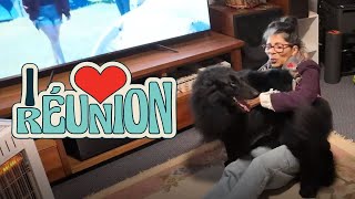 Dog Reunited With Owner  Belgian Shepherd Back With Parent [upl. by Any719]