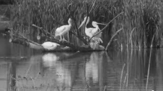 Inauguration du parc ornithologique de la Dombes par Pierre Anthonioz [upl. by Ynnij570]