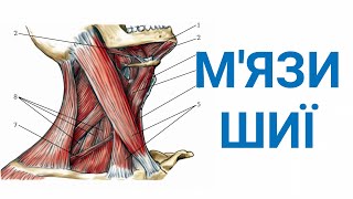 Мязи шиї анатомія [upl. by Bonneau]