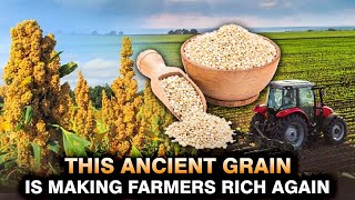 This Ancient GRAIN Is Making Farmers Rich Again 🌾 [upl. by Oeniri]