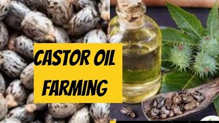 Castor Farming make money oil biodiesel today [upl. by Bannister]