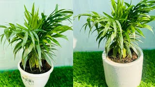 Palm plant care in fertilizerparlor palm care tipsAreca palm care [upl. by Elboa379]