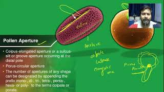 Pollen Aperture Pollen Polarity [upl. by Gnut755]