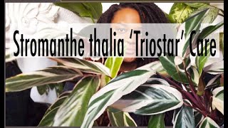 Stromanthe Thalia Triostar Care  Tips on how to care for your Stromanthe Triostar [upl. by Loris47]