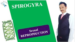 Lateral Conjugation in Spirogyra [upl. by Christianson651]