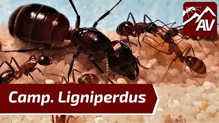 Camponotus LigniperdusLigniperda  Giant Forest Ant Guide [upl. by Elboa]