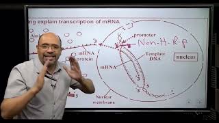 mRNAtRNA and protein synthesis [upl. by Bathsheeb]