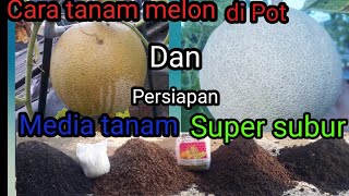 Cara menanam melon dari biji di polybagpotSobat garden [upl. by Aerdnna]