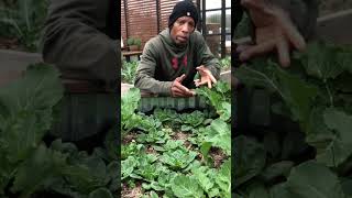 SPINACH SEEDS  2 EASY Ways to Harvest Spinach Seeds [upl. by Aimak]