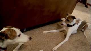 Greyhound Whippet Italian Greyhounds [upl. by Winfrid548]