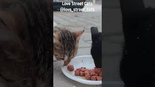 A jar of tasty food for homeless kittens♥️🐈  lovestreetcats [upl. by Farrish352]