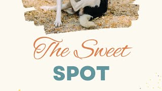 What Is the Sweet Spot in Dogs  Animal Massage [upl. by Carrick]