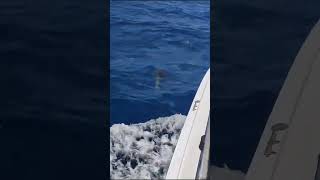 Offshore bottlenose dolphins Parlatuvier Tobago [upl. by Lewej329]