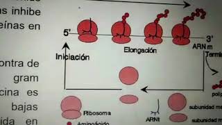 MUPIROCINA  GRUPO A [upl. by Ajet]