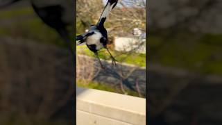 Magpie call  beak clean Sounds  Take off magpie Sound [upl. by Loralyn]