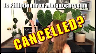 Plant Talk  Is Philodendron Melanochrysum Cancelled [upl. by Ardnovahs]