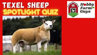 Texel Sheep Spotlight Quiz [upl. by Oetsira658]