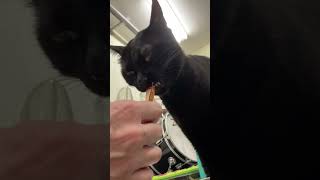 Mini Vlog748  Our cat looks a little funny when he is eating  ちょっと面白い顔で食べる黒猫 shorts [upl. by Lunneta613]