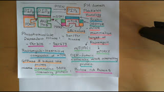 The PI3K  AKT  mTOR Pathway and Cancer Part 5 [upl. by Pembroke]