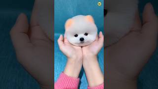 Teacup dog price  Cute Pomeranian dog price  Rajesh5G rajesh5g shorts viral tranding cutedog [upl. by Nauqyaj]