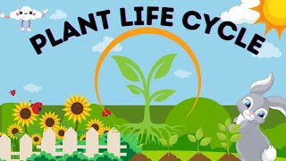 Plant Life Cycle Stages Learning Life Cycle Educational Videos For Kids [upl. by Yruam685]