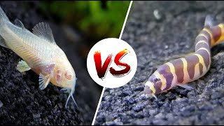 Cory Catfish vs Loaches – Which is Better [upl. by Clava]