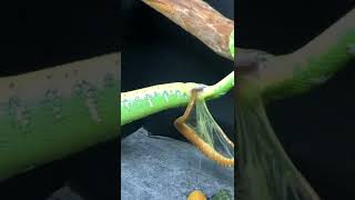 nature most beautiful wildlife scene mother snake giving a beautiful birth baby snake [upl. by Cappella]