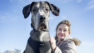 7 Foot 4 inches Tallest Dog In The World  Freddy The Great Dane [upl. by Telford]