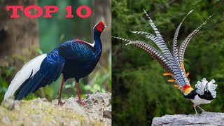 Top 10 Most Beautiful Pheasants Birds [upl. by Tlevesor]