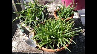 Re potting my Aloe plant Seedlings Aloe arborescens amp Aloe elgonica [upl. by Fonzie987]