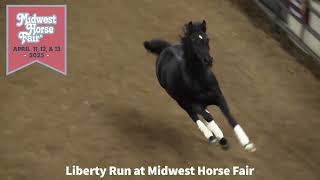 Watch Horses Run Free at Midwest Horse Fair Liberty Run 2024 [upl. by Mauve]