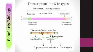 Polycistronic amp Monocistronic Transcription  Molecular Basis of Inheritance  Biology Class 12NEET [upl. by Crysta]