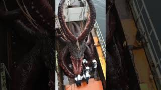 Giant Sea Monsters Caught by Fishermen 🐙🎣GiantSeaCreatures FishingDiscoveries OceanMysteries [upl. by Whitman133]