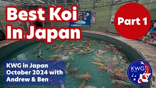 Hand Selecting the worlds BEST Koi in Japan PART 1 [upl. by Onit]