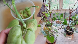 CHAYOTE Plants growing INDOOR  What you need to know  3month old Chayotes in bags [upl. by Pournaras]