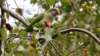 Wild Monk Parakeets in Central Park NYC [upl. by Clifford]