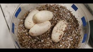 First Clutch of Eggs 2024 [upl. by Saenihp]