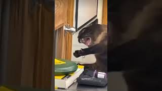 Original Video of The screaming cat in the vet clinic catmen catcop strangecat screamin [upl. by Ginny]