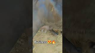 Kithe chali ban ke kabutri 😍🔥business growmyaccount agribusiness viralshorts views rajasthan [upl. by Deeyn356]