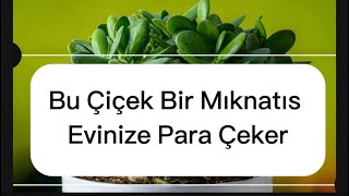 BU ÇİÇEK PARAYI BİR MIKNATIS GİBİ EVE ÇEKİYORPARA ÇİÇEĞİ [upl. by Bertie]