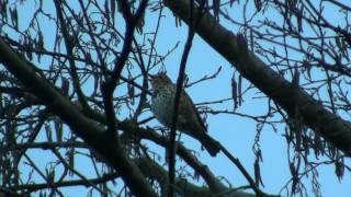 Song Thrush Turdus philomelos  Singdrossel 1 [upl. by Aneeh496]