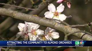 Take in Modesto’s almond orchards during the ‘Almond Blossom Cruise’ [upl. by Maffa]