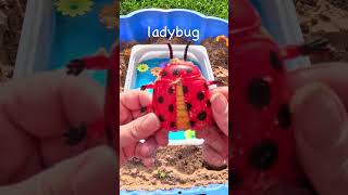 Learn Bug Insect Names  Washing Sandy Bug Toys Ladybug Grasshopper Snail bugs animallearning [upl. by Prakash]