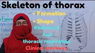 Skeleton of thorax Rib cage Formation shape abdominal and thoracic respiration clinical anatomy [upl. by Gwendolyn]