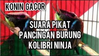 Suara Pikat Burung Kolibri Ninja [upl. by Neslund]